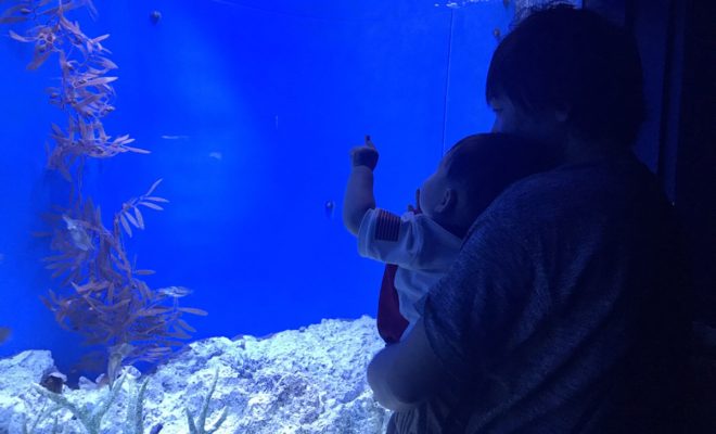 お得な池袋サンシャイン水族館の年パスを購入 休日に１歳半の子と行く水族館の楽しみ方 ミニチーママブログ